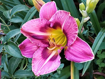 ЛИЛЕЙНИК ЭДЖ АЙХEД  (“Edge Ahead”)  